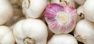 Can you freeze garlic?