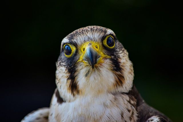 One fascinating facts about hawks is that they have incredible eyesight and can actually see eight times better than us as humans!