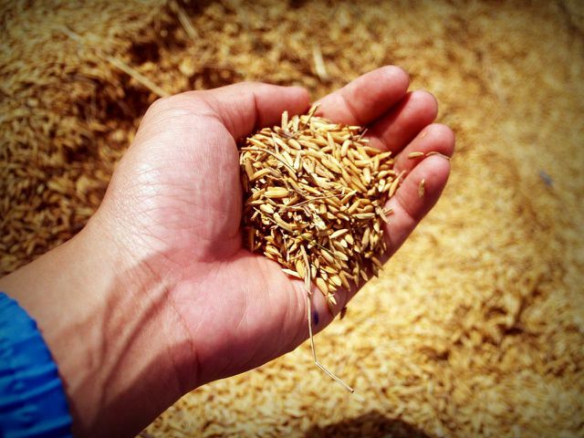 Rice hulls can sustainably aerate soil without adding excess nutrients making it a great peat moss alternative. 