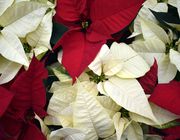 How to Take Care of Poinsettias