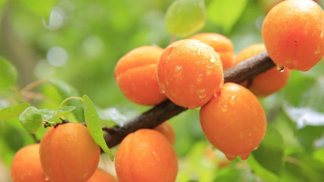 Aprikosenkernöl wird aus den Kernen der Frucht gewonnen.