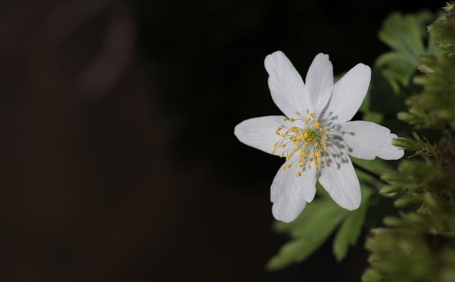 Buschwindröschen sind pflegeleicht und erfreuen mit ihren feinen weißen Blüten.