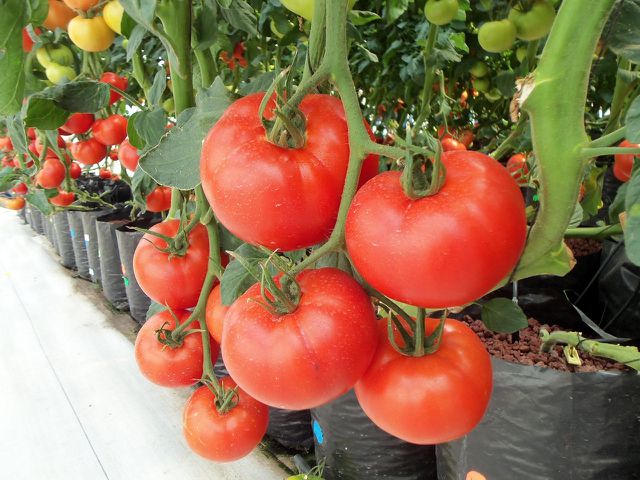 Auch Tomaten kannst du in Hydrokulturen anpflanzen.