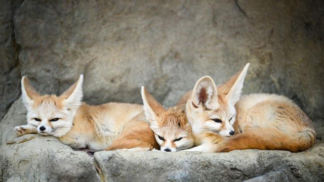 Fennec foxes have large ears and are great hunters, as well as being one of the cutest exotic animals.